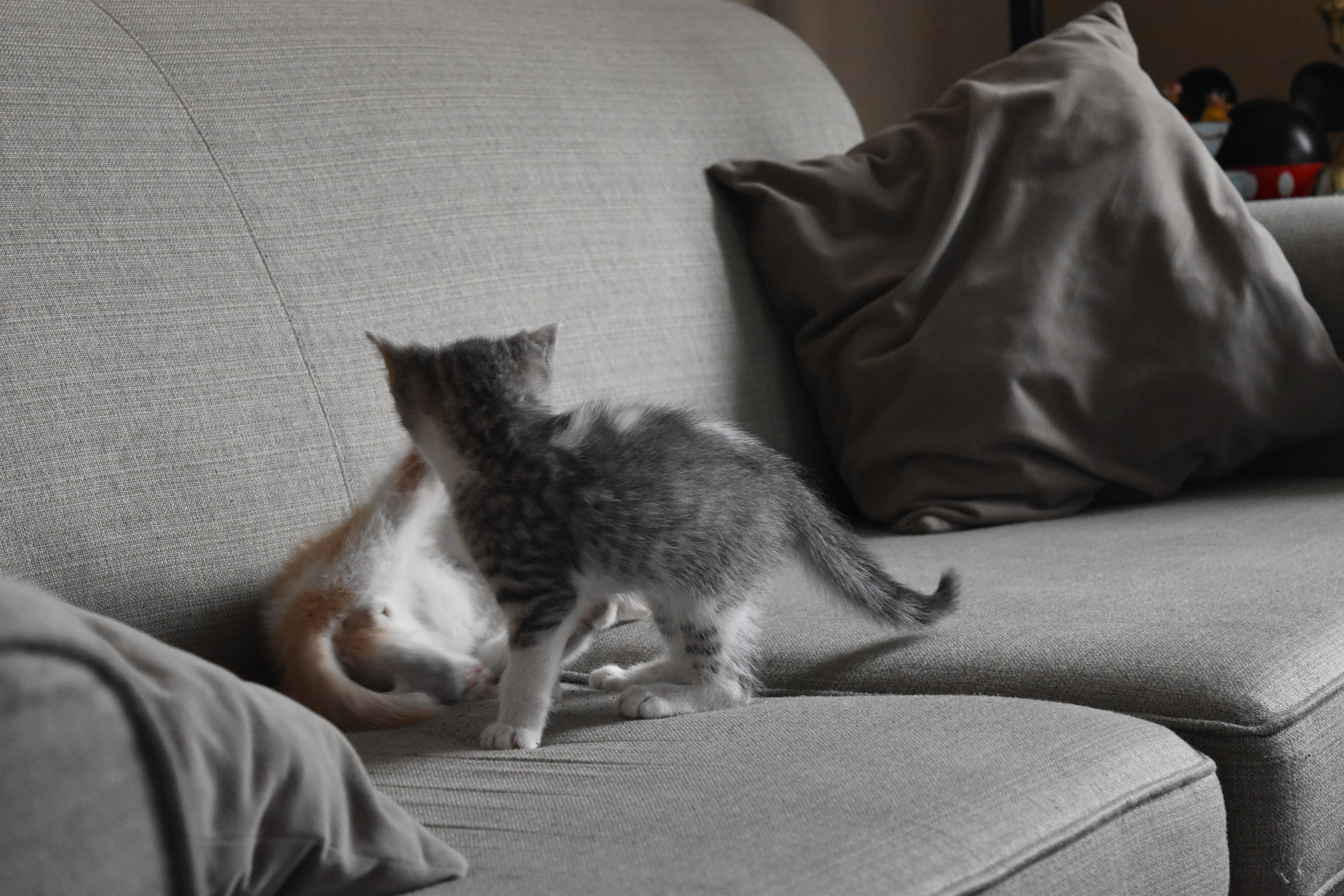 Sun rising over the mountain range